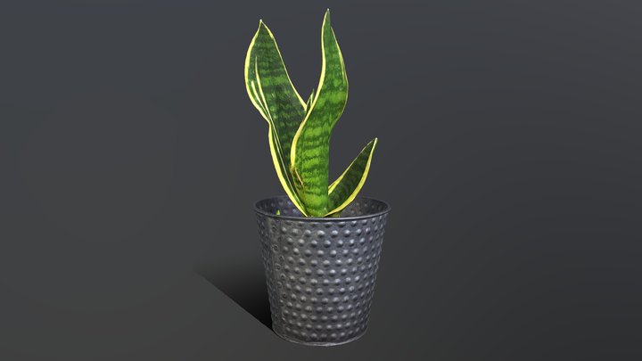 Sansevieria
