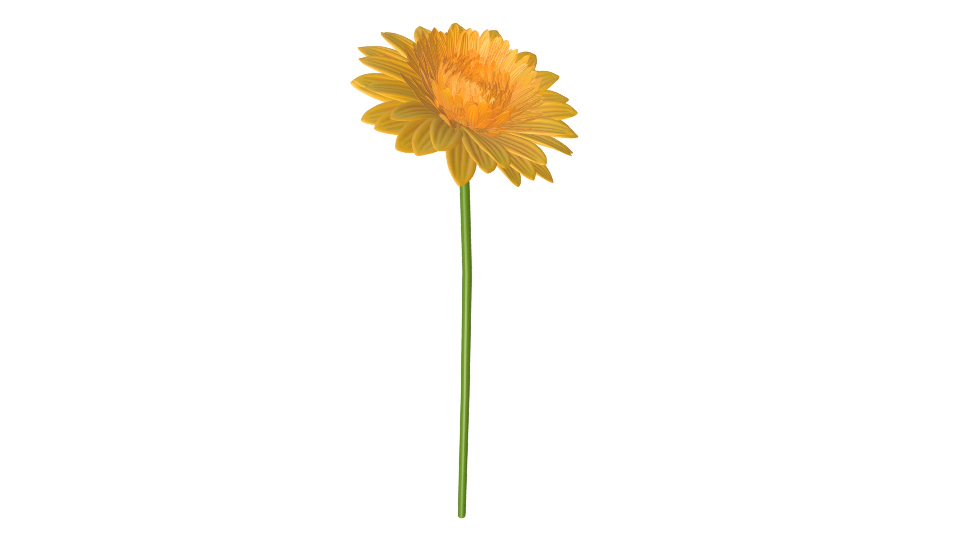 3D model Gerbera flower - This is a 3D model of the Gerbera flower. The 3D model is about a yellow flower with a green stem.