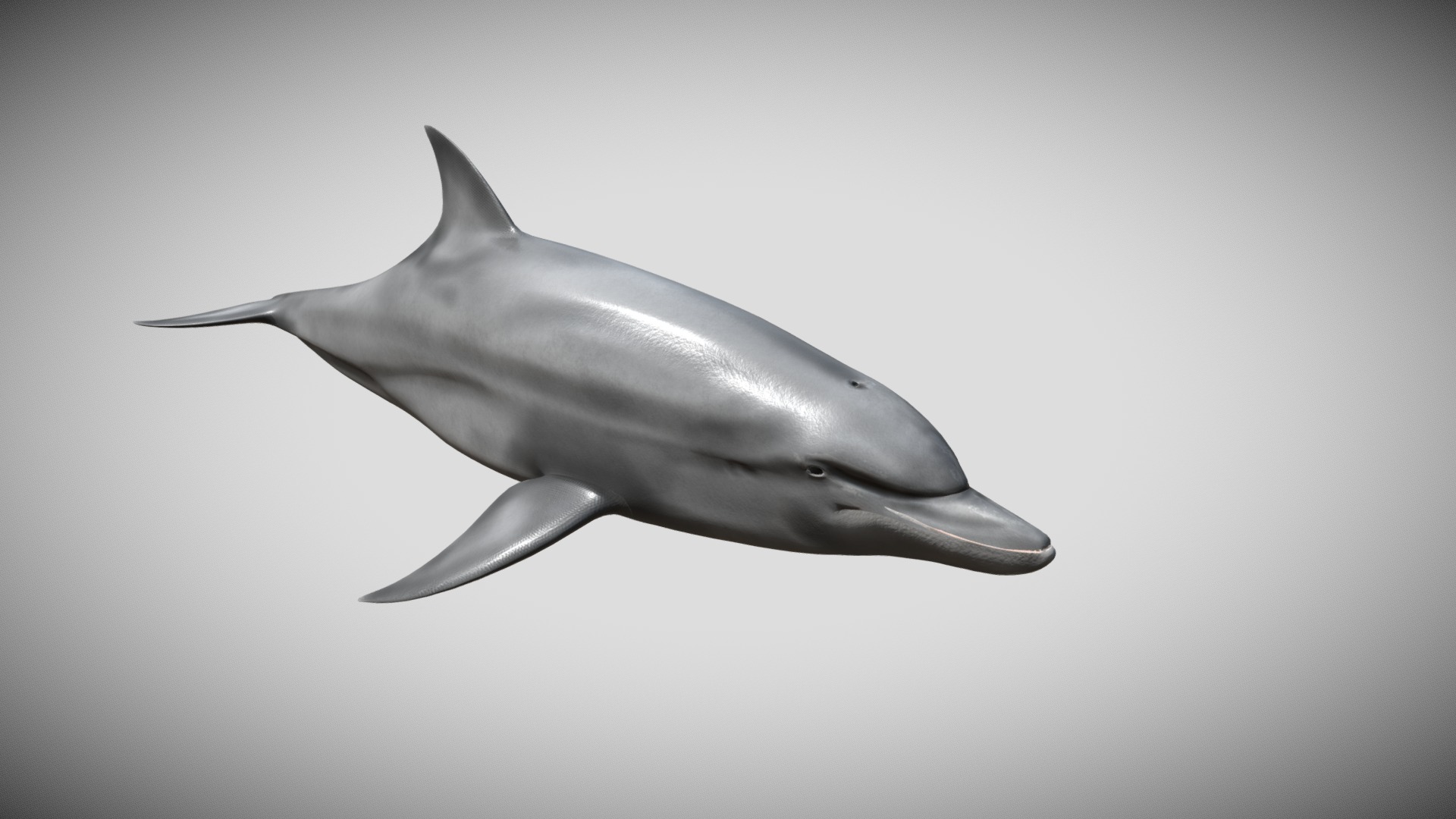 3D model Bottlenose Dolphin - This is a 3D model of the Bottlenose Dolphin. The 3D model is about a dolphin swimming in the water.