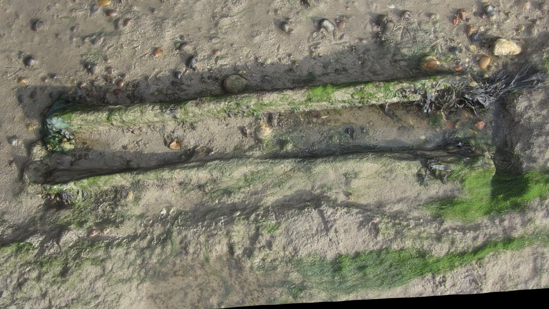 Uncleaned log at Rolls farm