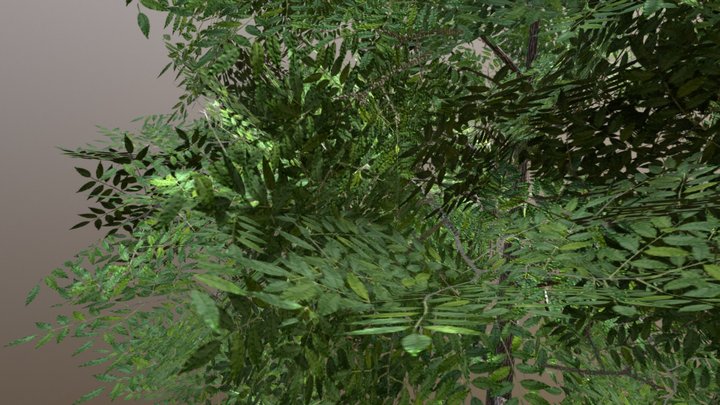 green ash 3D Model