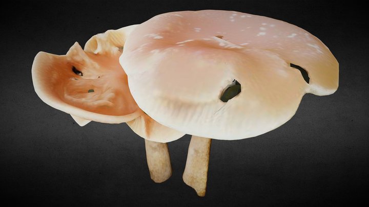 Field Mushroom by Zoe Kafeman 3D Model