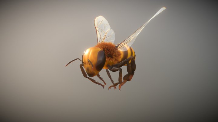 Bee Animation test 3D Model