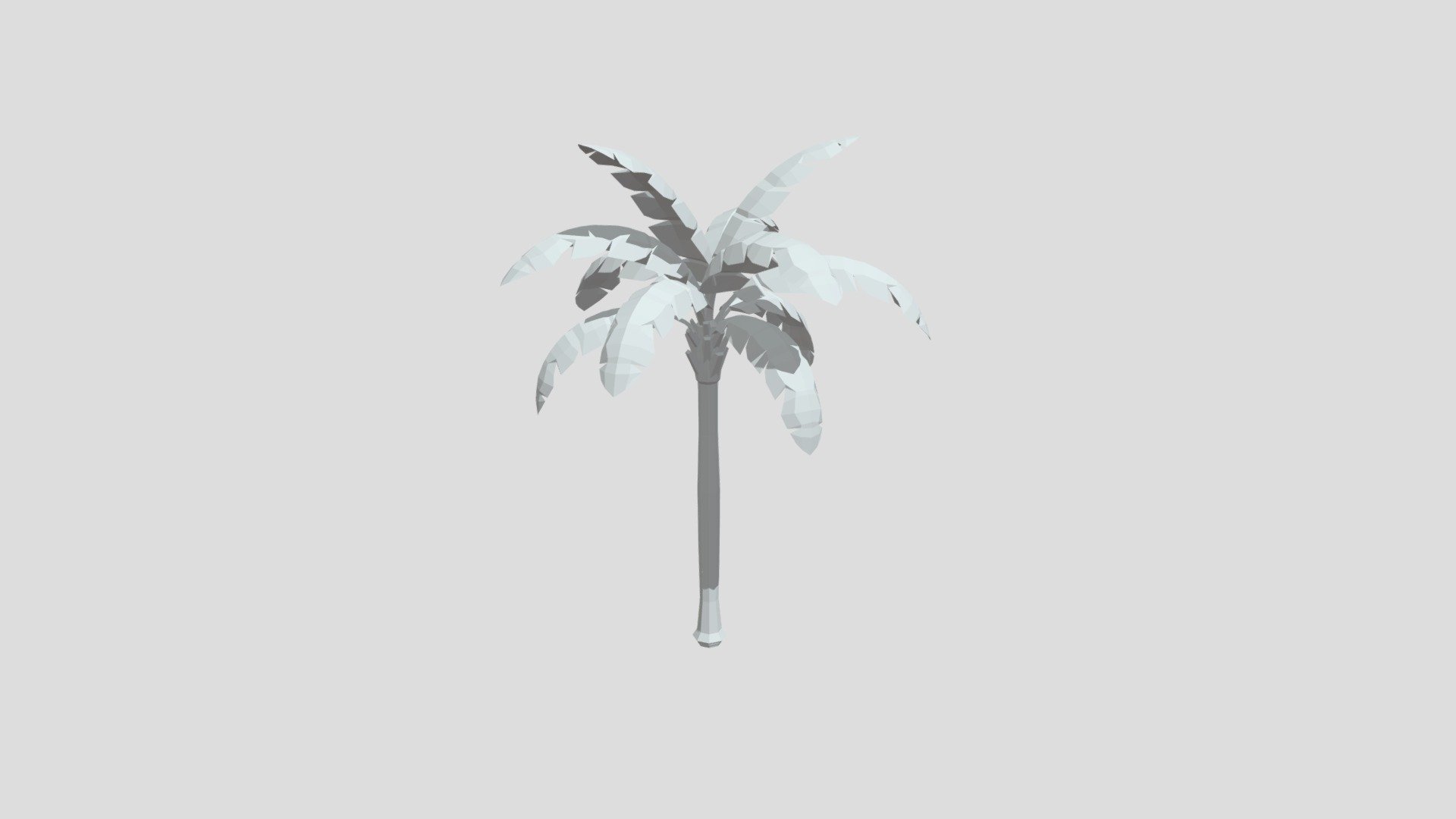 Queen Palm Tree