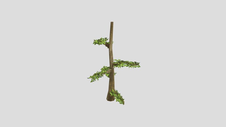 Capuchin Tree 3D Model