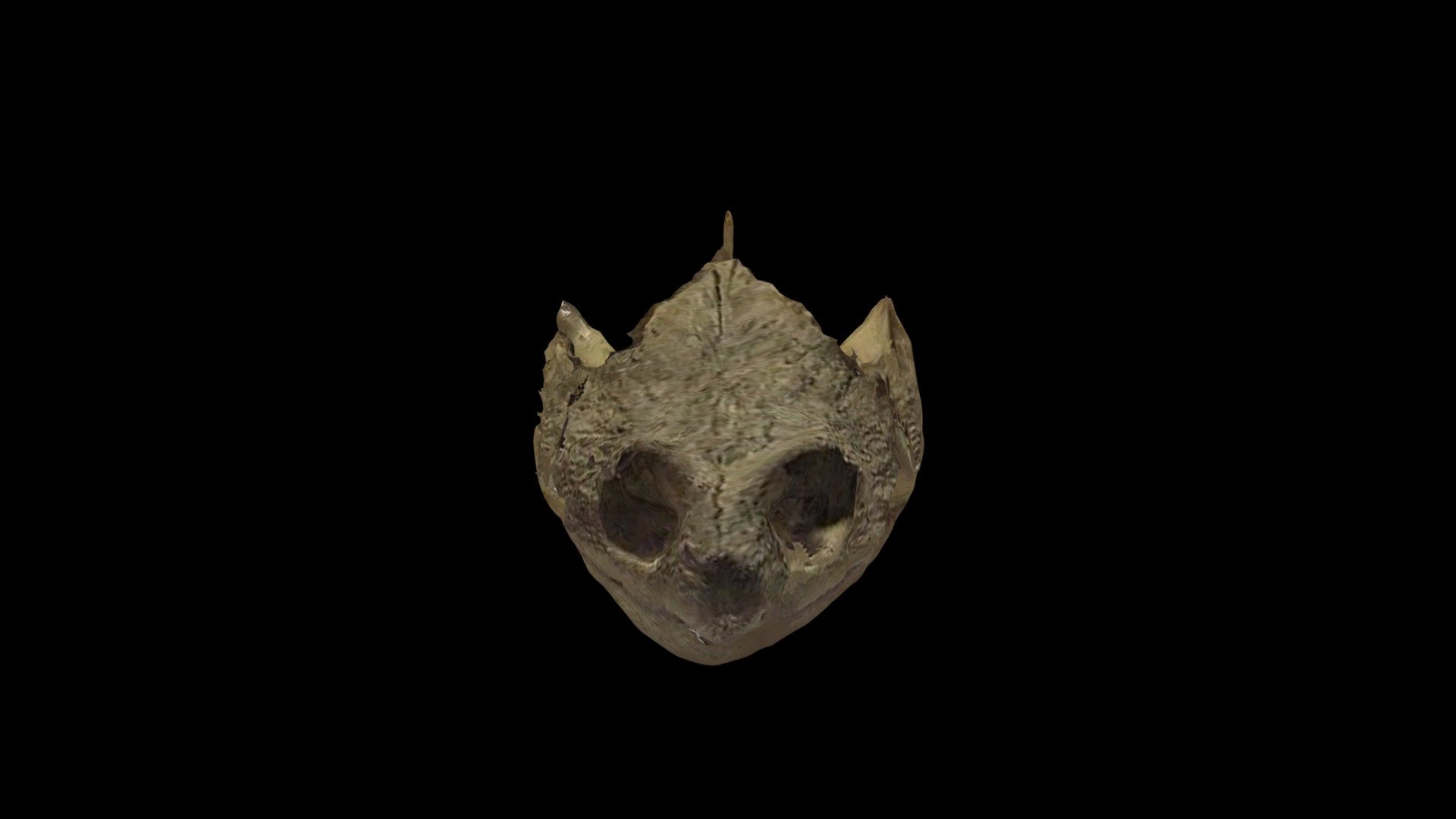 Snapping Turtle Skull