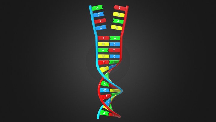 DNA Helix with Base Pairing (3D) 3D Model