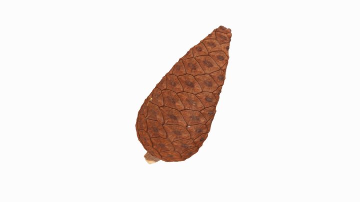 Шишка сосны крымской. Pallas pine cone 3D Model