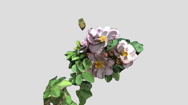 Flowers from Berlin Park. 3D Model