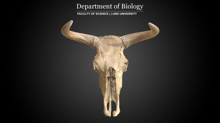 Cranium of Aurochs (Bos primigenius) 3D Model