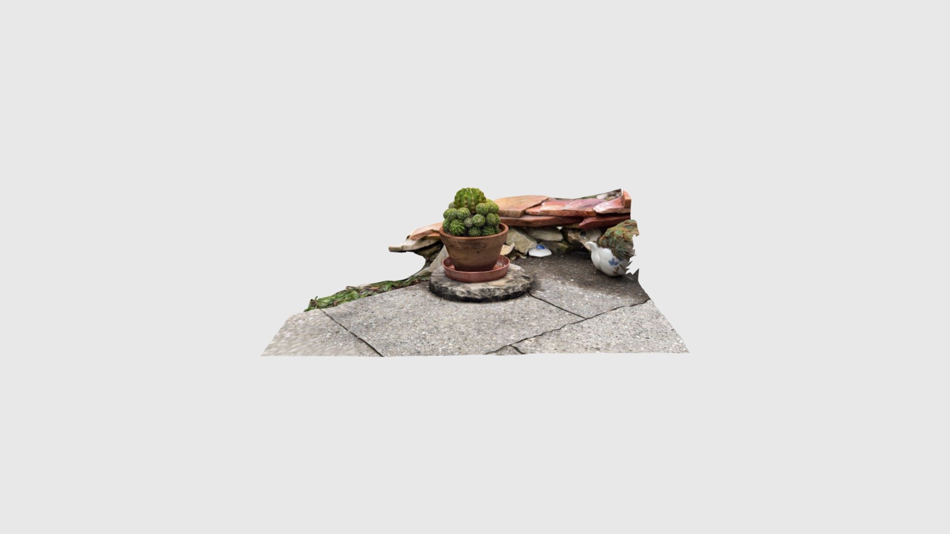 Cactus