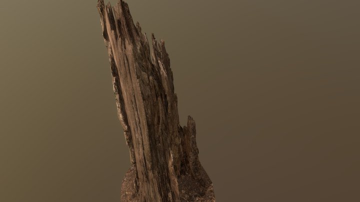 4k Tree stump (megascan) 3D Model
