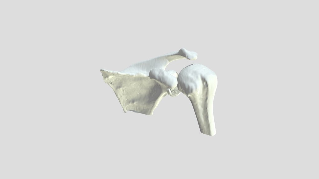 idm-ebre-projecte-3d-fractura-escapular-escapula