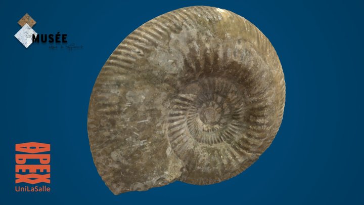 Parkinsonia sp. 3D Model