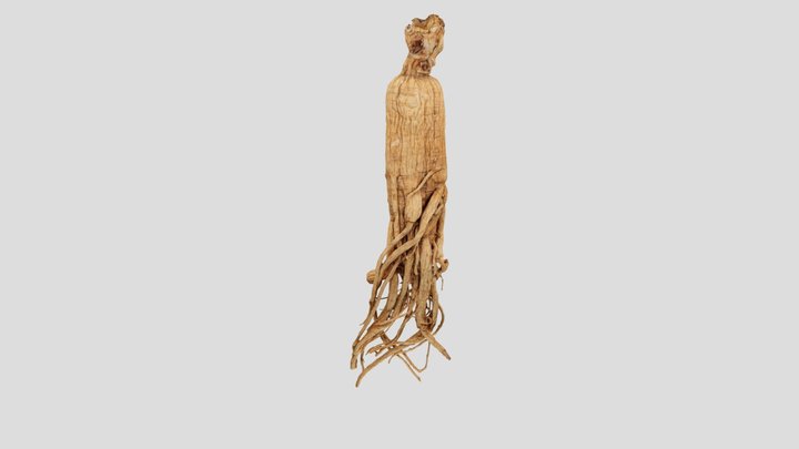 Ginseng 3D Model