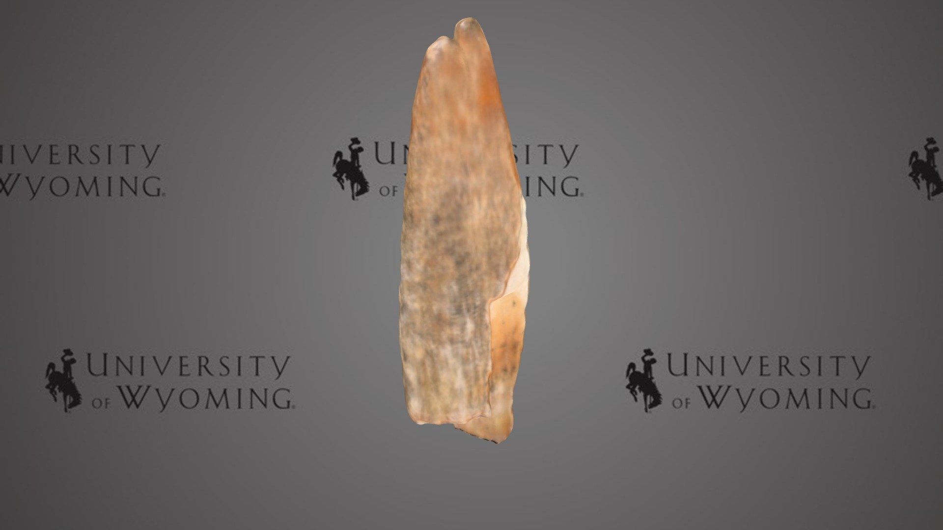 UW 44034 I - Mammuthus sp., Tooth Plate