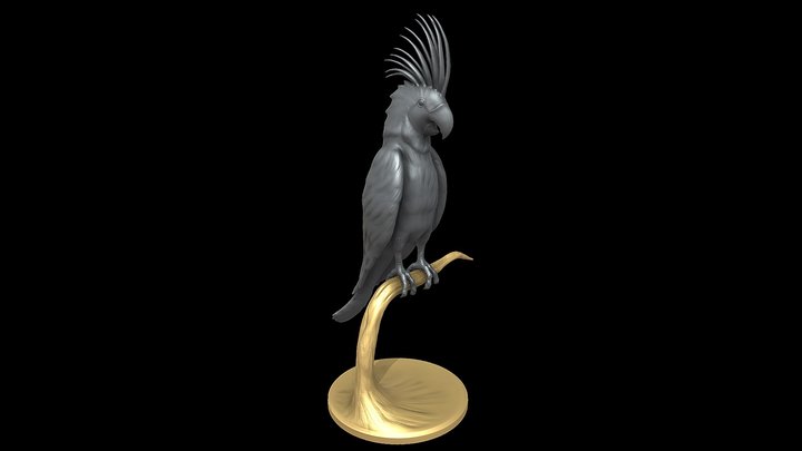 Realistic Palm Cockatoo 3D Model