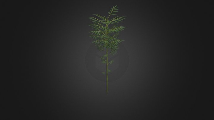 Bamboo for college final project 3D Model