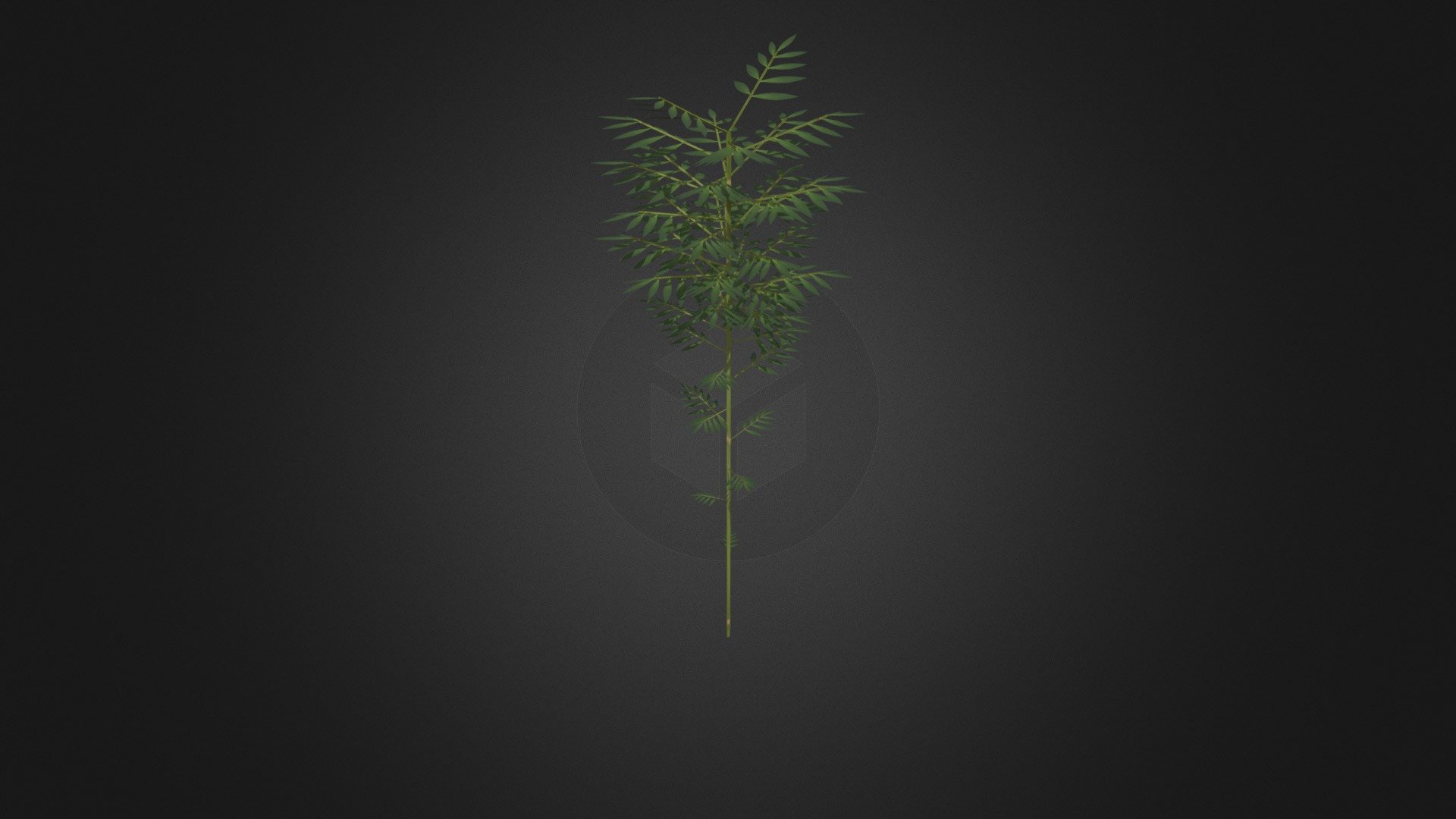 Bamboo for college final project