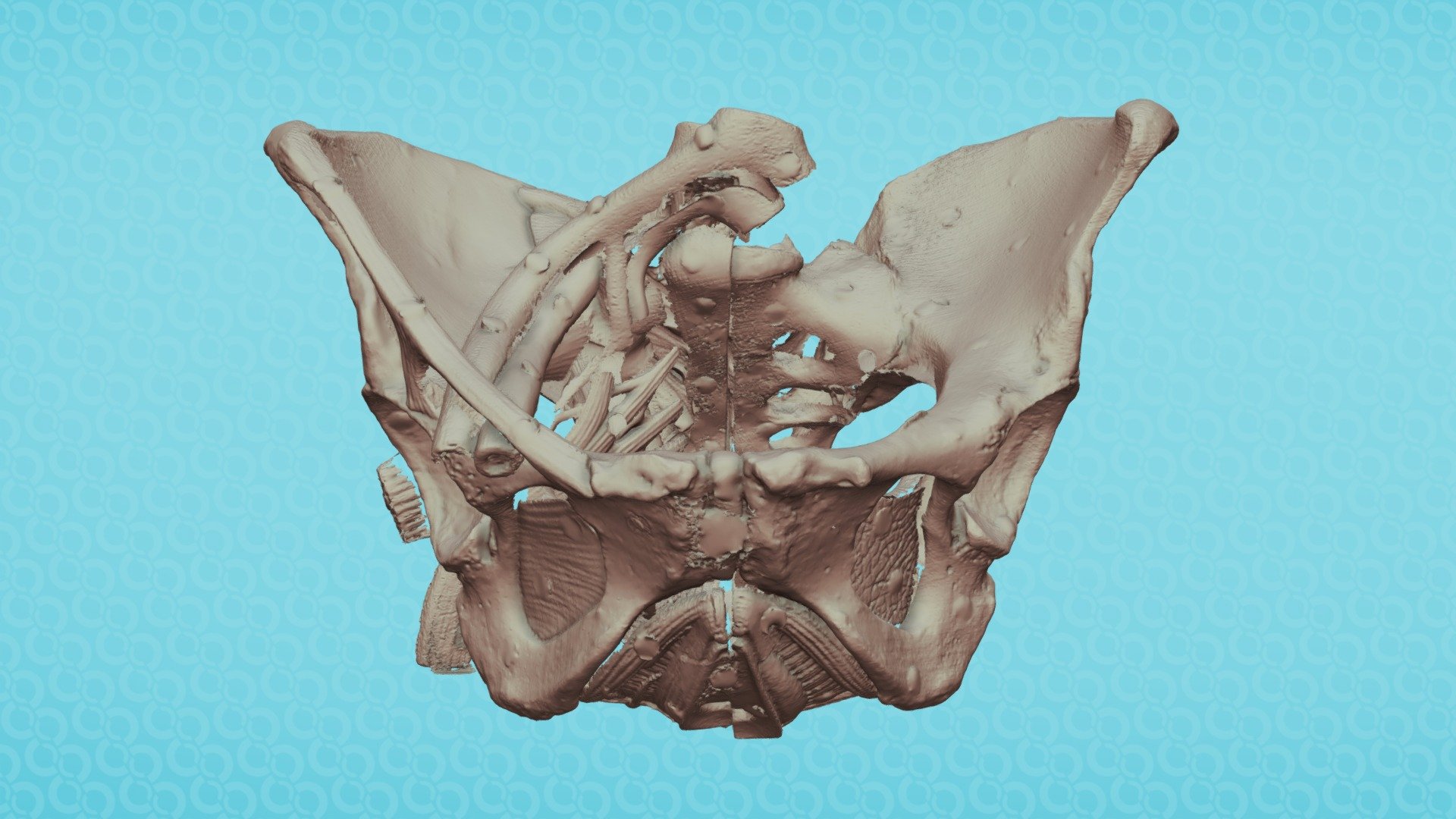 Female Pelvis 3d Model By Cchmcmedialab [21412d3] Sketchfab