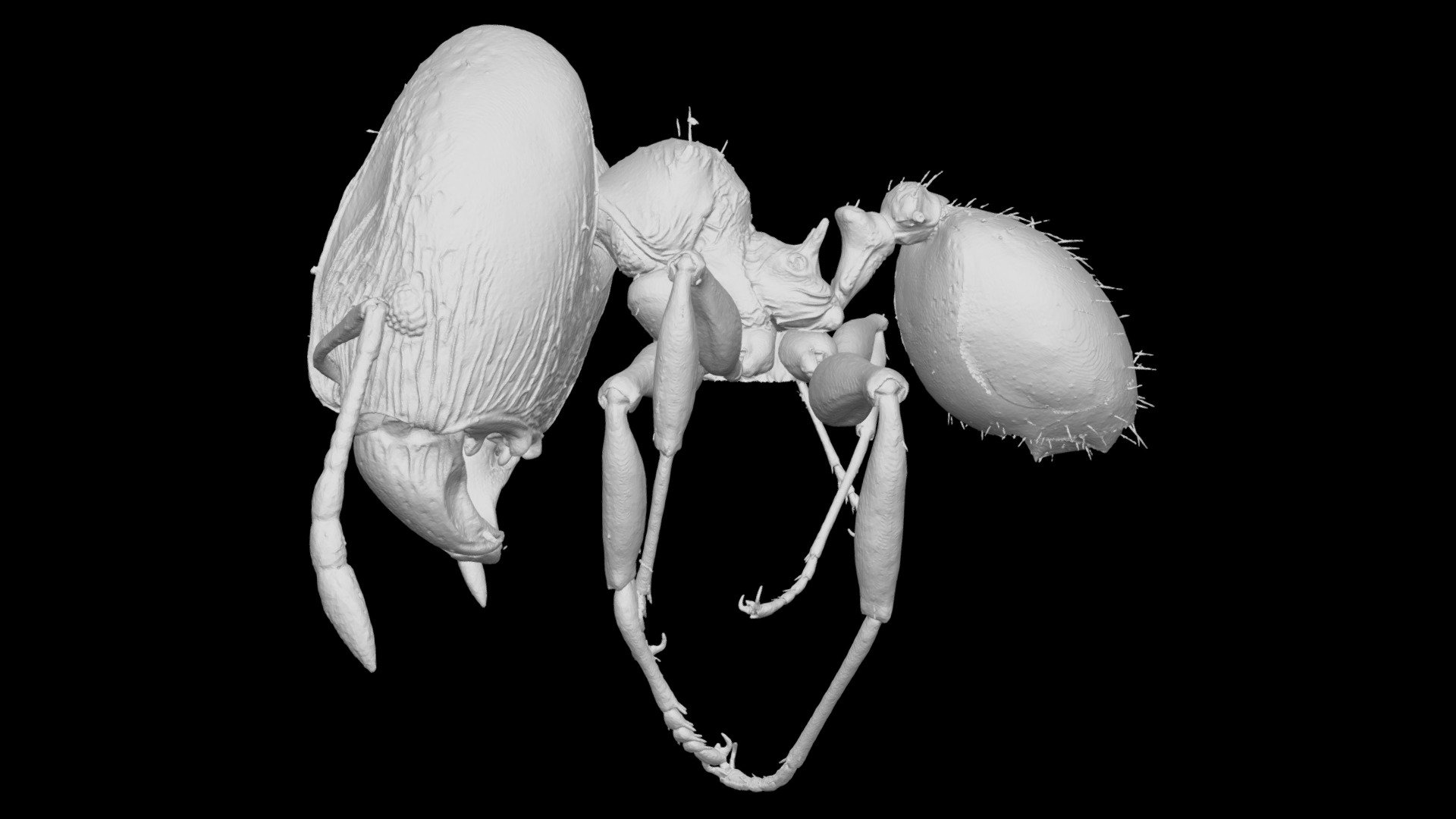 Pheidole wilsoni Major Worker CASENT0184311 — Sketchfab embed 3D viewer