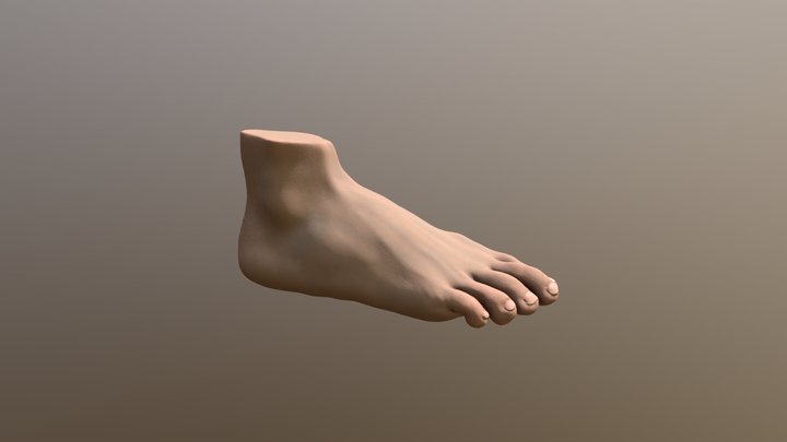 Foot 3D Model