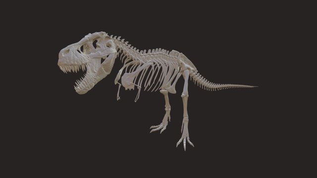 Tyrannosaurus-Rex 3D Model
