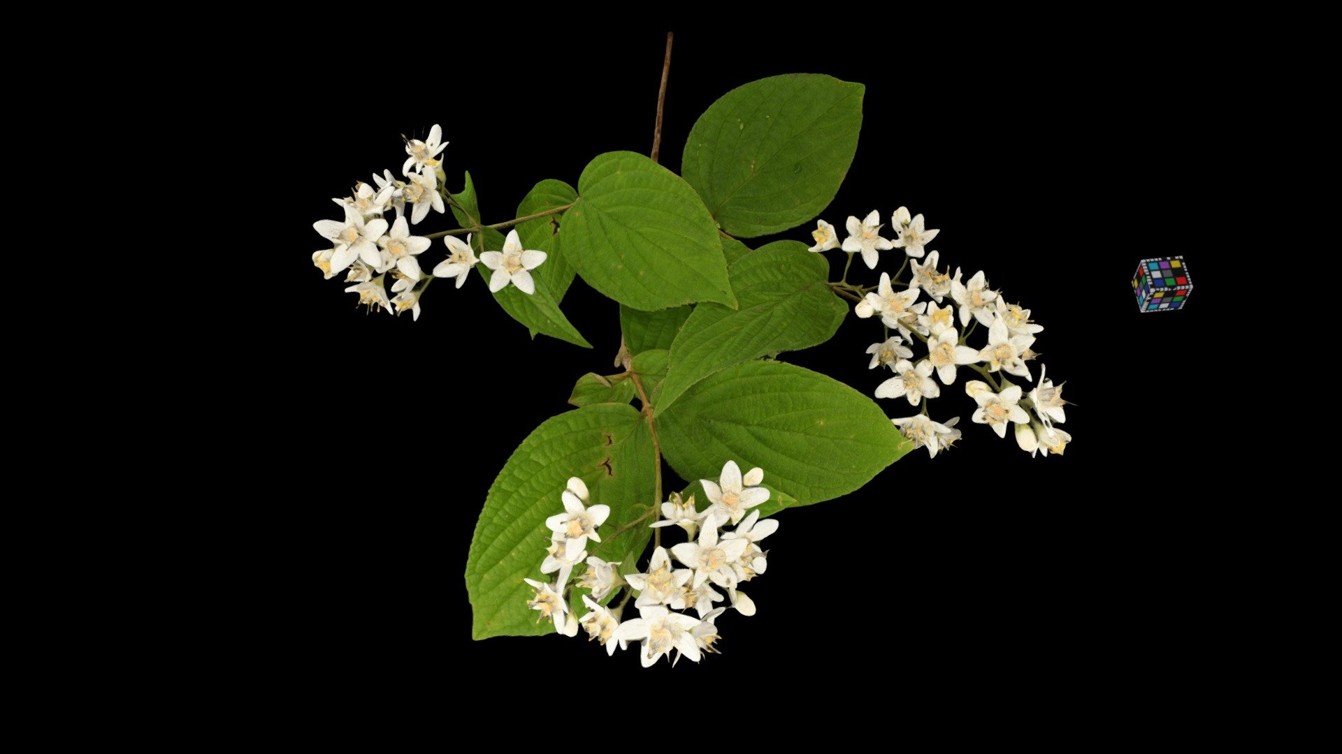 マルバウツギ  Fuzzy Deutzia, Deutzia scabra