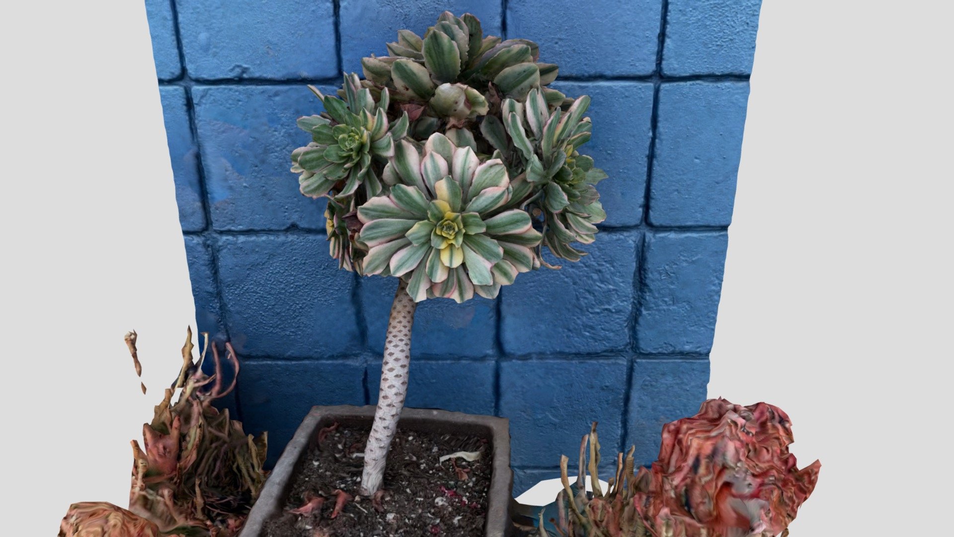 Crassula Fractal Plant