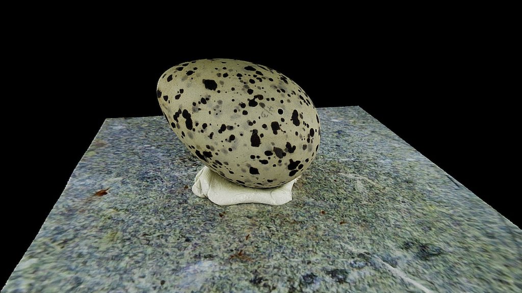 Model 37 - Larus heermanni Egg — Sketchfab embed 3D viewer