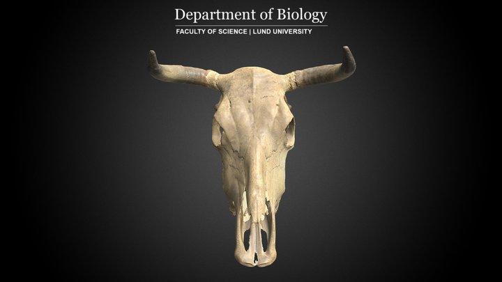 Cranium of Cattle (Bos taurus domesticus) 3D Model