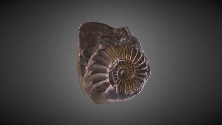 Ammonites 3D Model