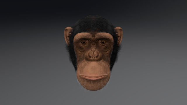 Chimpanzee head 3D Model