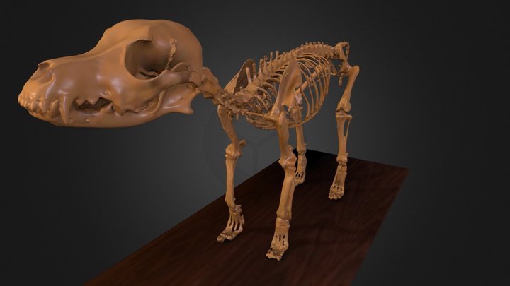 real dog skeleton (Fritzchen) 3D Model