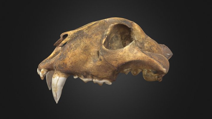 Crâne de Lion – Modèle 3D gratuit STL