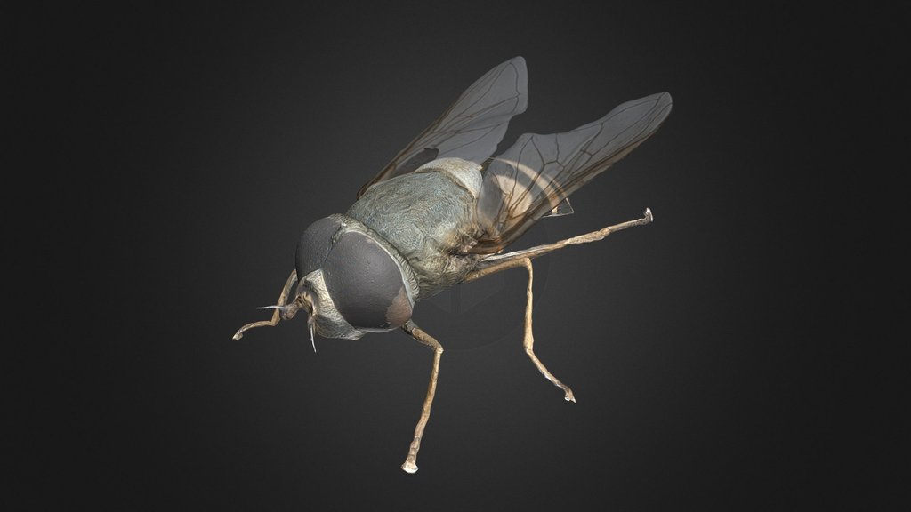 Syrphus ribesii