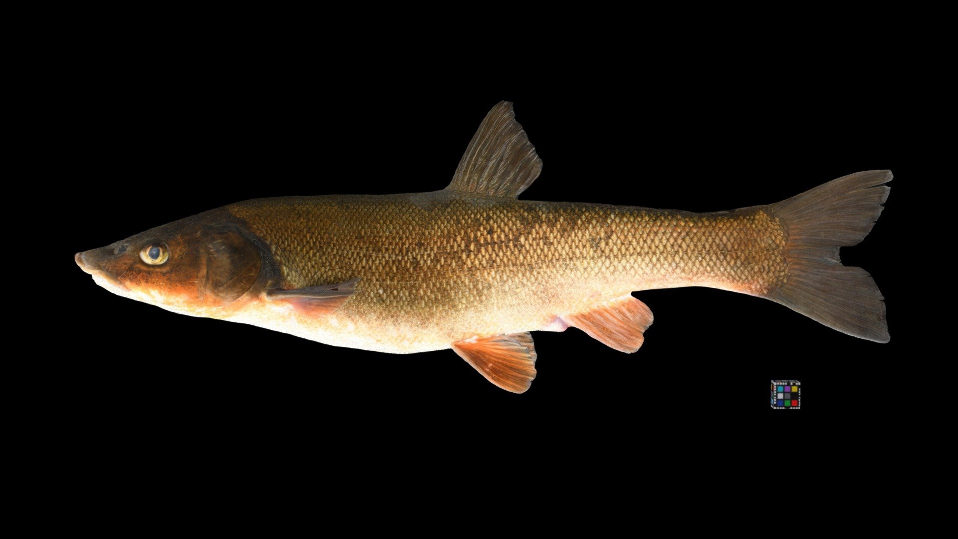 エゾウグイ ♀ Ezo Dace, Tribolodon ezoe