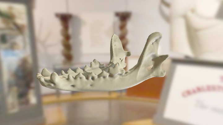 ChM CM981 - Coyote Jaw 3D Model
