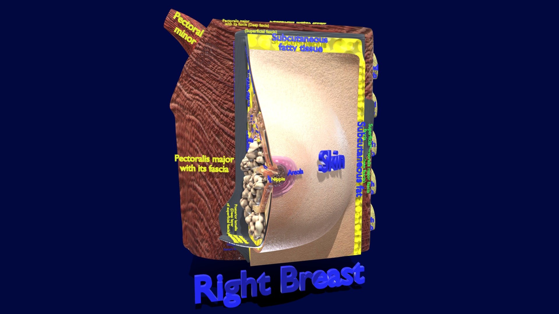 Breast anatomy histology detailed labelled precise to scale model Modelo 3D  in Anatomia 3DExport