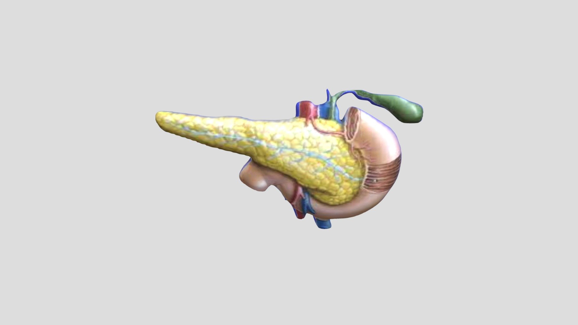 Anatomi Pankreas — Sketchfab embed 3D viewer