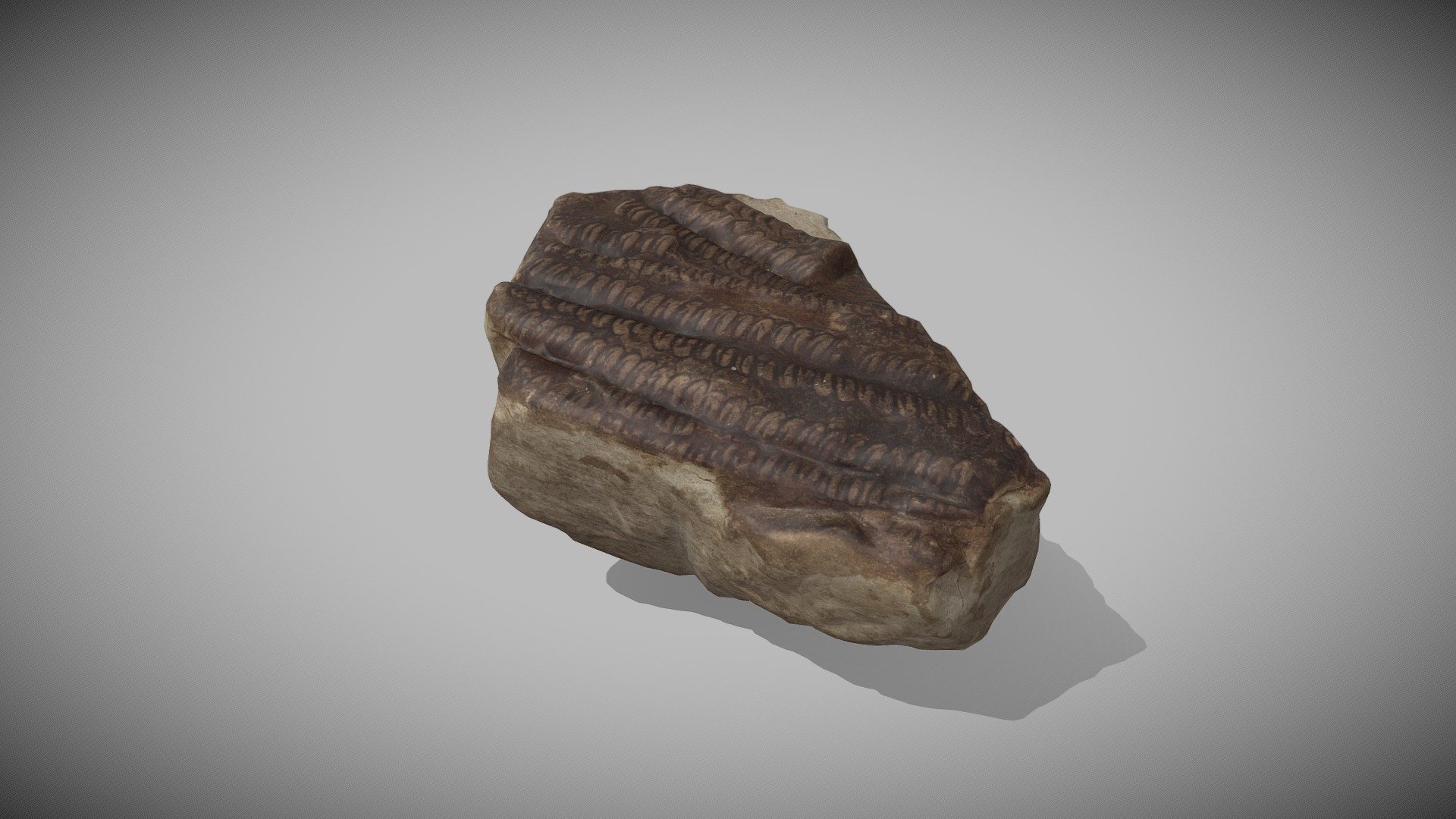 Weichselia Mantelli Tree Fern Fossil