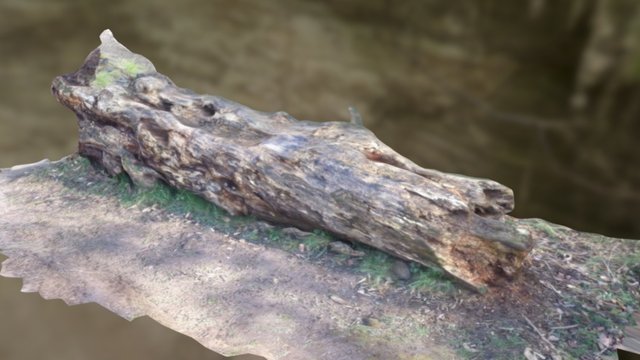 Fast scan Fallen-test-Tree 3D Model