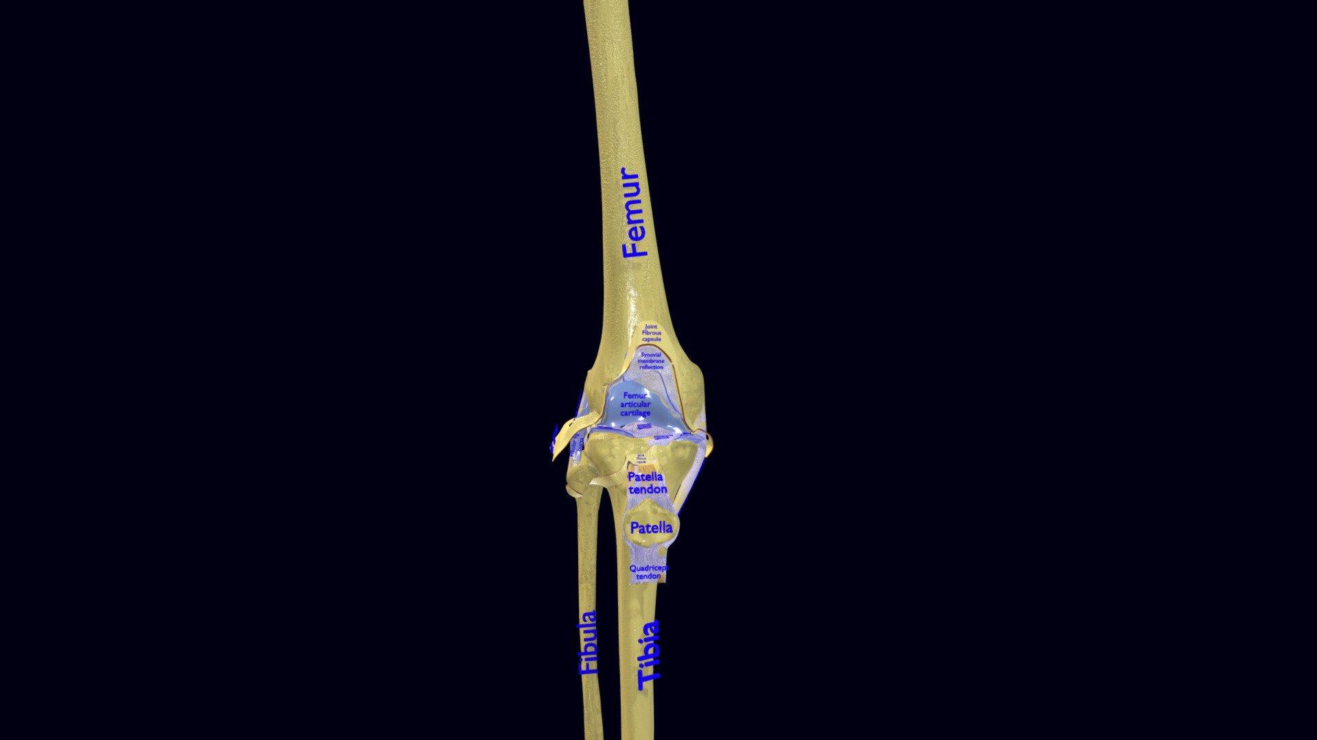 knee anatomy Buy Royalty Free 3D model by Deepankar.Parmar [21768d3