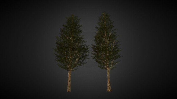 Pine Tree 3D Model