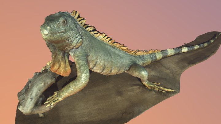 Зеленая игуана | Green iguana – Kostenloses 3D-Modell STL