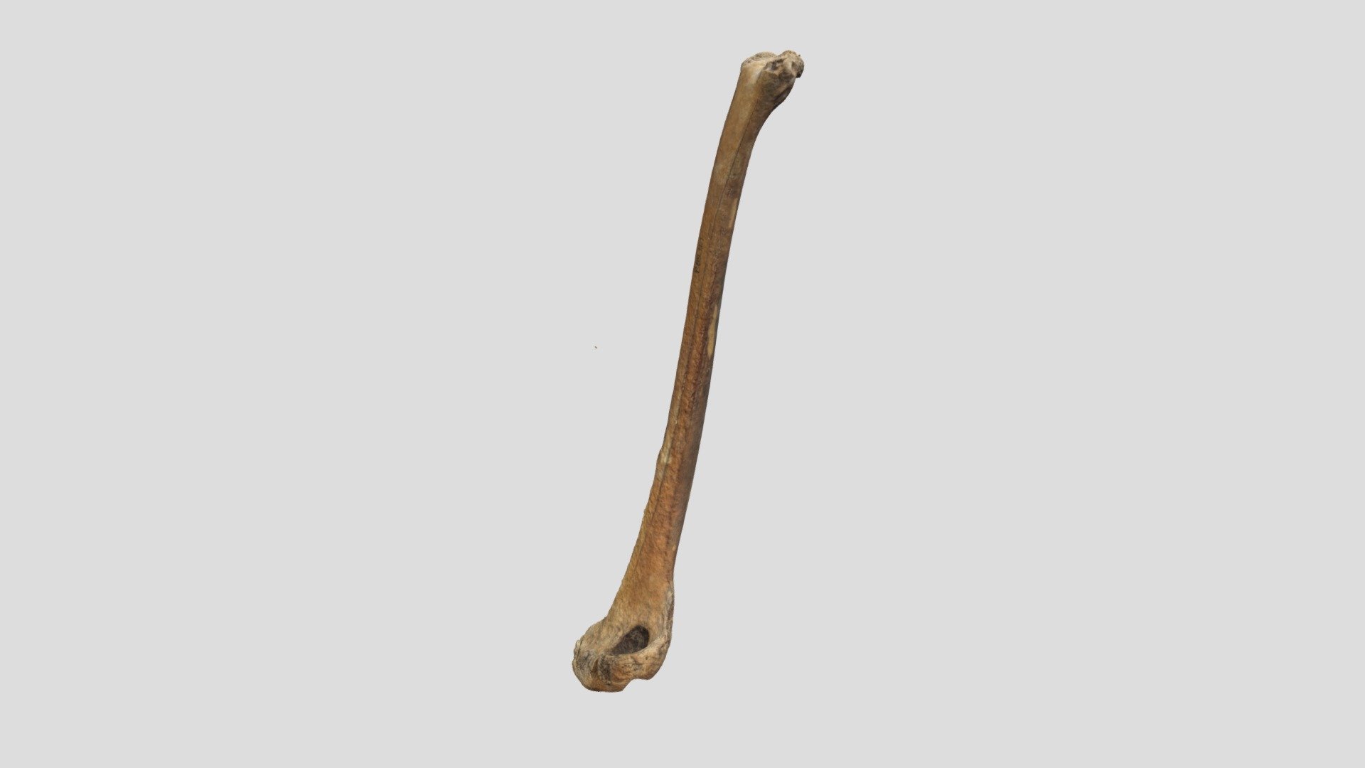 Prehistoric Swan Humerus version 2.0 - 3D model by Jangojips [217ddaf ...