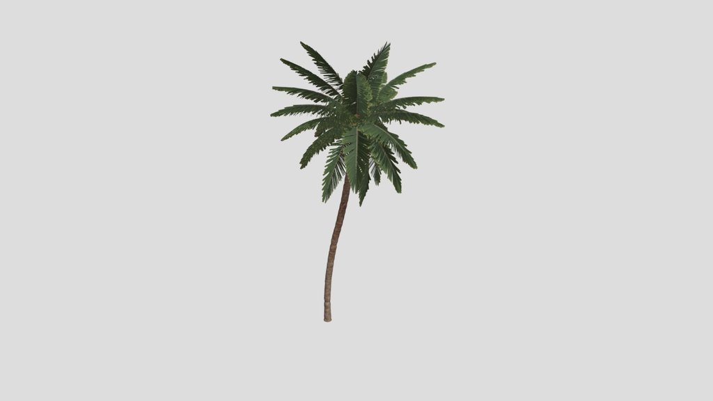 Palm Tree