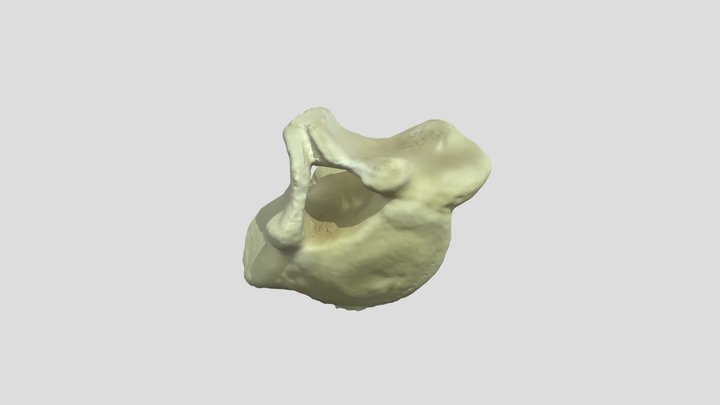 Mini_ Coccygeal 3D Model
