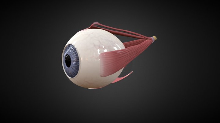 Muscles of the Orbit (Eye) 3D Model