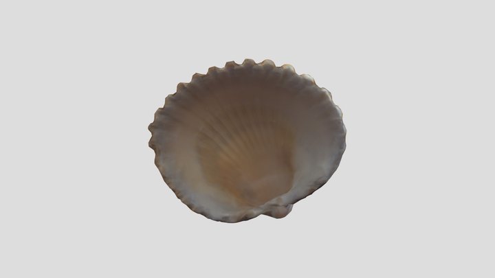 Seashell 10 3D Model